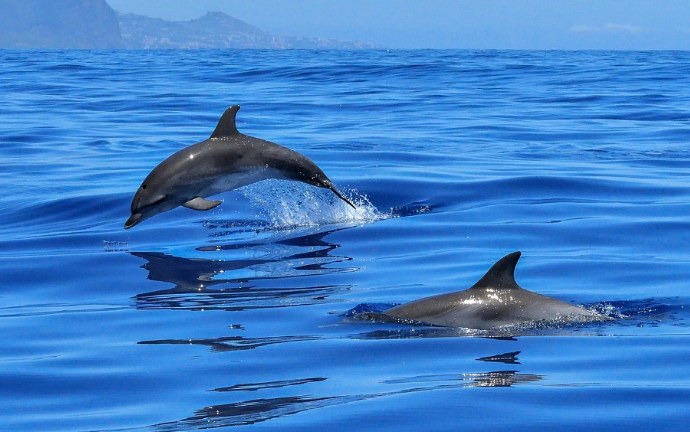 17. How Long Do Dolphins Live2