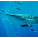 How to Swim or Dive with Whale Sharks1