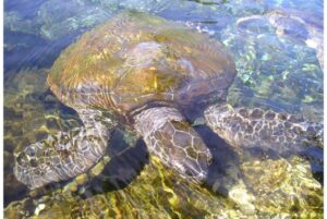 6. Can Tortoises Swim1