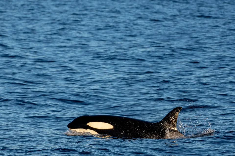 How Long Do Orcas Live - Orca Lifespan