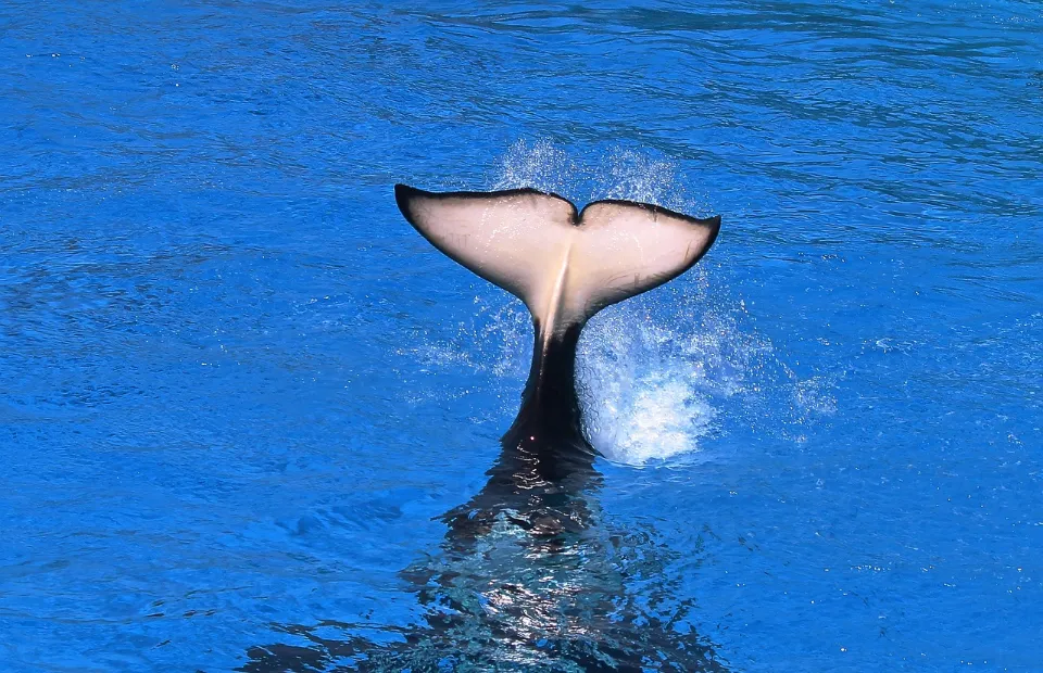 How Long Do Orcas Live - Orca Lifespan