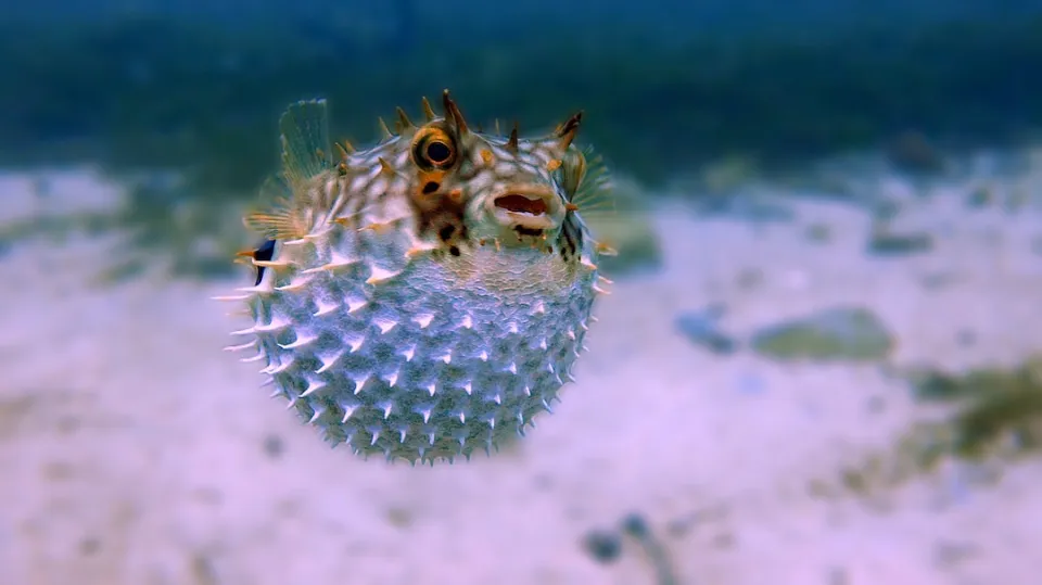 Blowfish vs Puffer Fish - Are They the Same Species