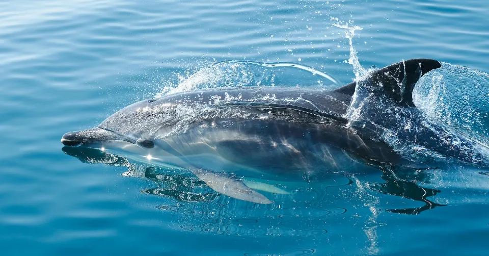 Are Dolphins Dangerous - What to Pay Attention