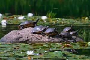 What Sound Do Turtles Make - How to Define
