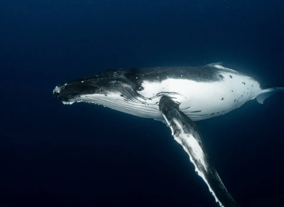 Blue Whale vs Humpback Whale - Differences & How to Tell