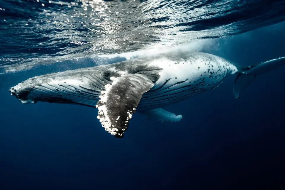 Blue Whale vs Humpback Whale - Differences & How to Tell